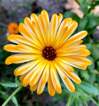 Orange calendula flowers. Blooming marigold flowers. Fresh organic calendula marigold flowers background. Medicinal herbs. Summer marigold flowers. High quality photo