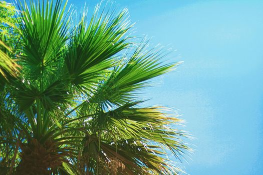 Palm tree leaves and the sky, summertime travel background, nature concept