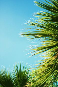 Palm tree leaves and the sky, summertime travel background, nature concept