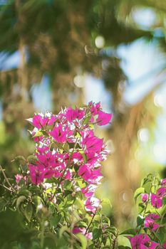 Flowers in bloom and palm tree at sunset, nature in summer, tropical holiday destination and summertime travel concept