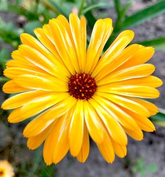 Orange calendula flowers. Blooming marigold flowers. Fresh organic calendula marigold flowers background. Medicinal herbs. Summer marigold flowers. High quality photo