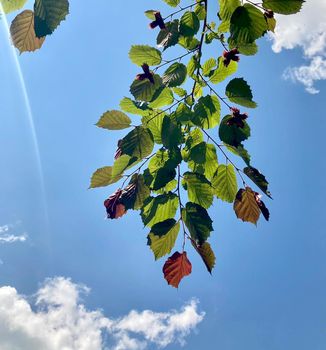 Hazelnut Red-leaved hazelnut, photo in natural habitat. High quality photo