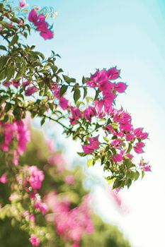 Flowers in bloom and palm tree at sunset, nature in summer, tropical holiday destination and summertime travel concept