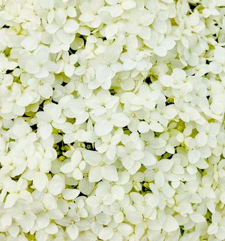 Hydrangea flowers are white. High quality photo