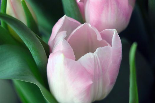 Bouquet of beautiful tulips. Blooming flowers. Congratulations on your birthday or holiday