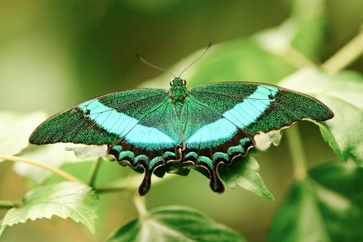 Tropical batterfly Emerald Swallow tail butterfly
