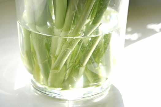 Close-up of a vase of water and flower stems