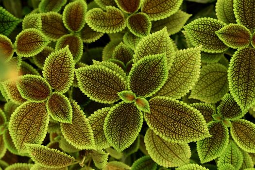 Pilea mollis is a species Urticaceae
