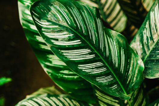 Plant leaves of Calathea Majestica