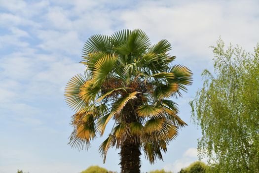 Palm tree against the blue sky