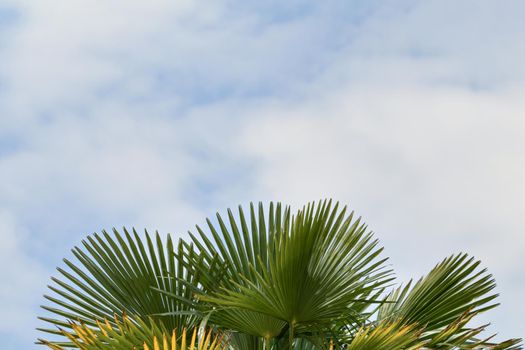 Palm tree against the blue sky