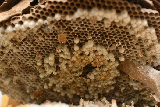Dry empty hive in nature without the bees