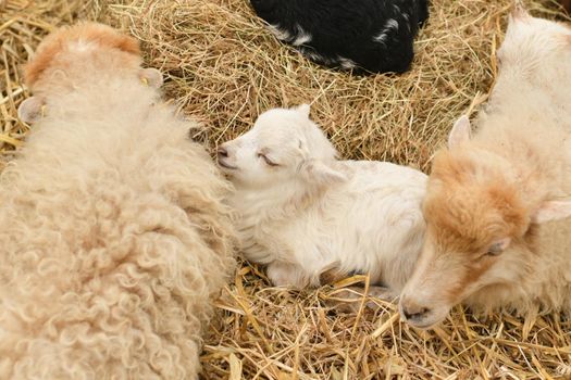 Newborn Lamb laying in hay.