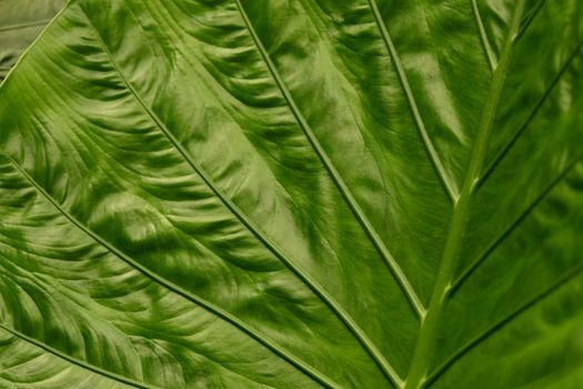 Green Leaf Texture background with veins