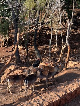 Young deer in the park among the trees. High quality photo