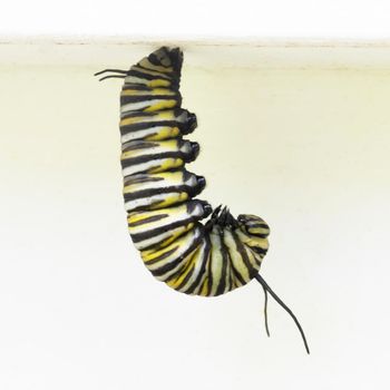 Monarch butterfly caterpillar hanging in J shape before forming chrysalis.