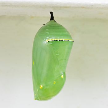 Close up of recently from monarch chrysalis.
