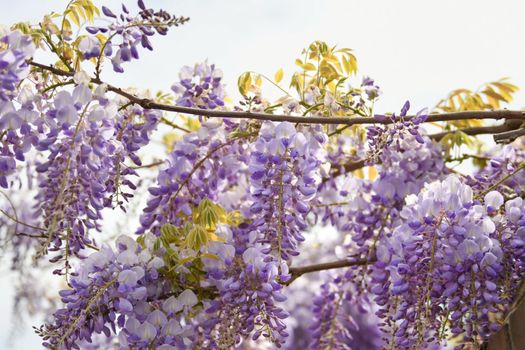 Blooming purple wisteria in spring