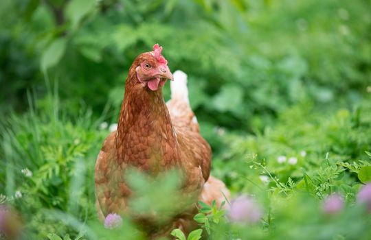 Brown young chicken in the garden walks on the grass