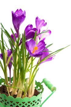 crocuses spring flowers in a green pot.
