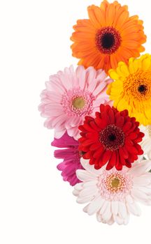 Daisy flower gerbera bouquet isolated on white background