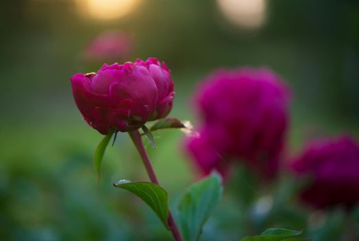 Pink flowers peonies flowering on background pink peonies. Peonies garden