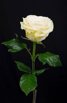 one white rose on a black background.