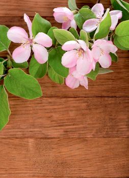 Apple blossom on wooden background.