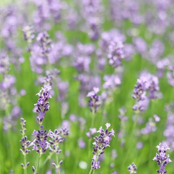 Background from violet lavender in the garden. Soft focus