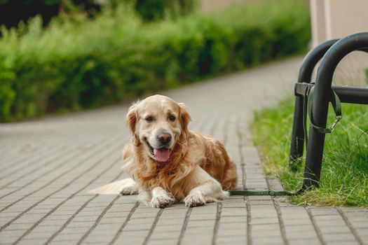 Golden retriever dog lying at street in park and looking at camera. Purebred pet doggy labrador outdoors at city