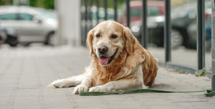 Golden retriever dog lies and waiting for the owner near the store with tonque out and looking back. Purebred pet doggy labrador outdoors at city