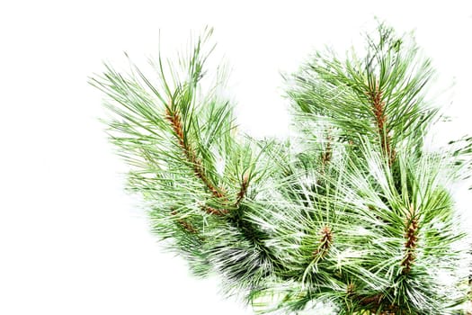 a widespread coniferous tree which has a distinctive conical shape and hanging cones, widely grown for timber, pulp. Christmas trees Spruce tree branch for New Year holiday card.
