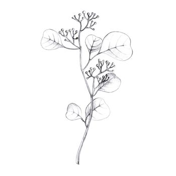 hand drawn illustration, branch with leaves isolated on white