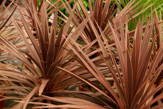 Colorful Cordyline Australis plant in the garden