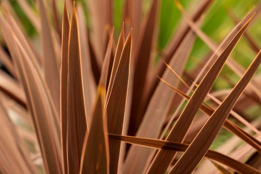 Colorful Cordyline Australis plant in the garden