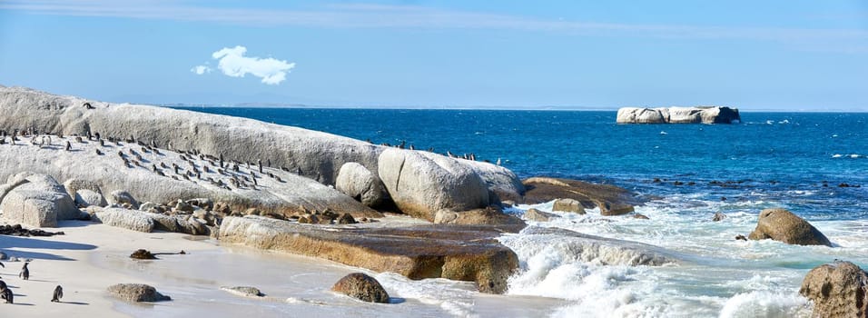 Black-footed penguin at Boulders Beach, Simonstown, South Africa.