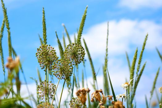 a strong smelling pungent tasting bulb, used as a flavoring in cooking and in herbal medicine. Wonderful ornamental garlic Allium Mont Blanc and clear blue sky