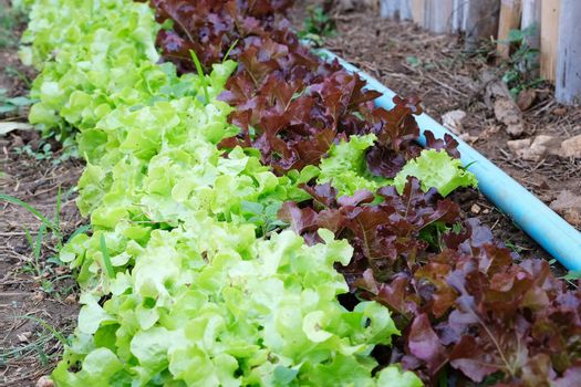 Organic vegetable plots in the countryside