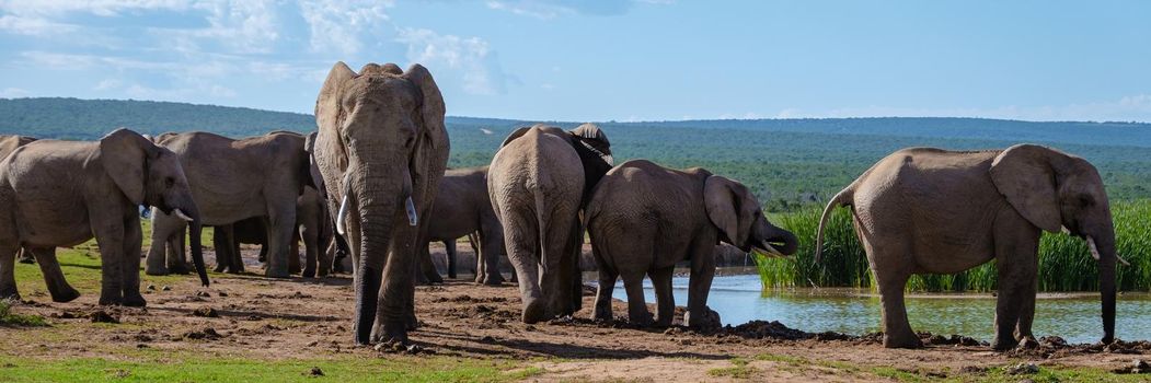 Elephants bathing, Addo Elephant Park South Africa, Family of Elephants in Addo Elephant park, Elephants taking a bath in a water poolwith mud. African Elephants