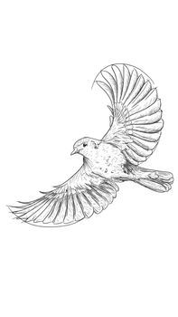 outline sketch in graphic style flying bird illustration