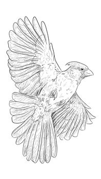outline sketch in graphic style flying bird illustration