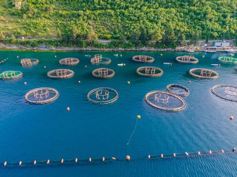 Oyster farm in the Mediterranean. Montenegro, Kotor.