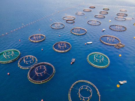 Oyster farm in the Mediterranean. Montenegro, Kotor.