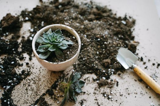 Transplanting a plant into a beige ceramic pot. In his hand is a spatula with soil for a houseplant. The succulent is planted in a pot. Eheveria The Black Prince.