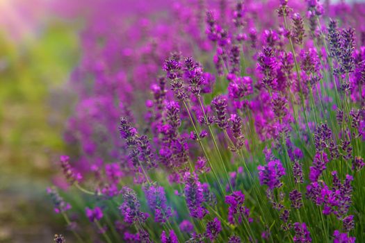 Lavender blossoms in a beautiful background field. Selective focus. Nature.