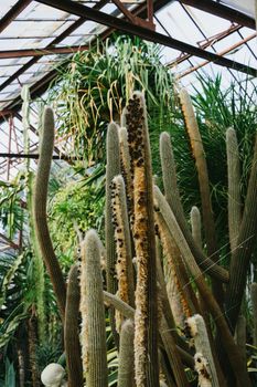 Cactus plantation in a large greenhouse in the botanical garden. Arid plants. Perennial green cacti. Large tall cacti with white needles.