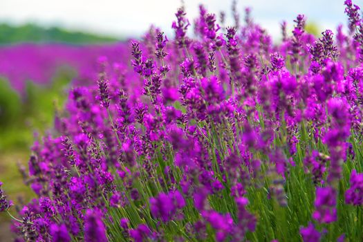 Lavender blossoms in a beautiful background field. Selective focus. Nature.