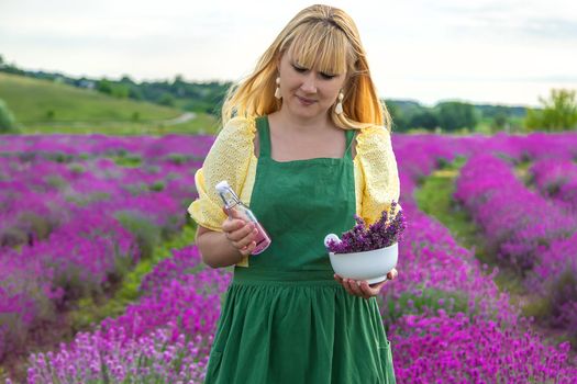 A woman collects lavender for essential oil. Selective focus. Nature.