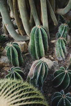 Cactus plantation in a large greenhouse in the botanical garden. Arid plants. Cacti are perennials. Vertical photo.