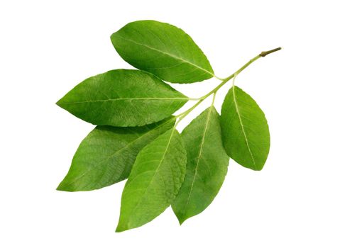 Freshness green leaf isolated on white background with clipping path